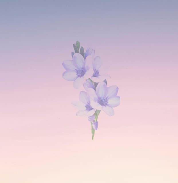 Bliss Looper artist profile image