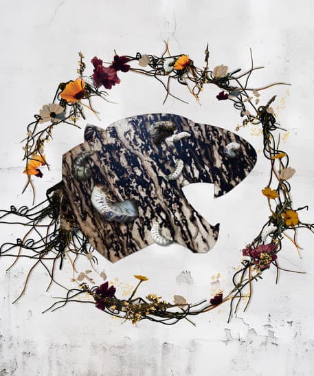 Code Orange's artist profile image