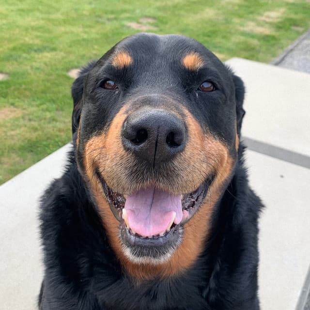 maeLstro artist profile image