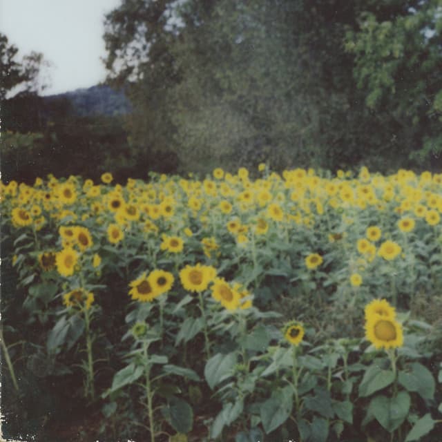 Caamp artist profile image