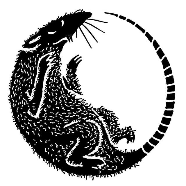Rata Negra artist profile image
