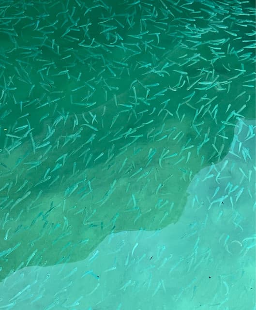 Roberto Pacco artist profile image