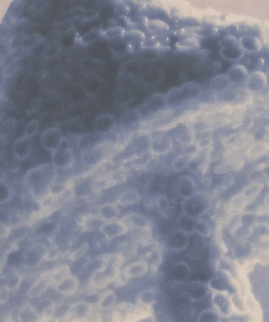 Lo-Fang artist profile image