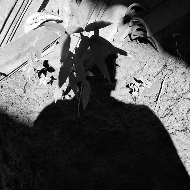 Whake artist profile image