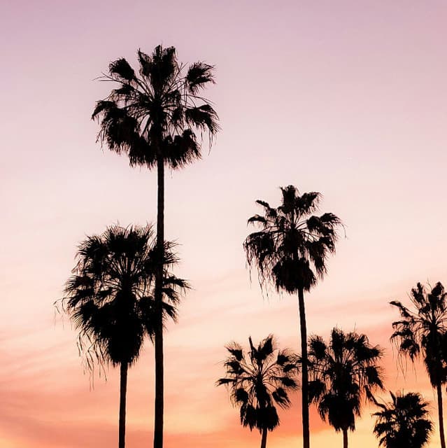 rivve artist profile image