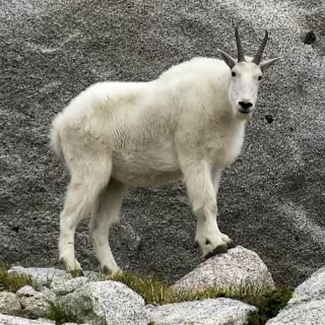 Kanye West's artist profile image
