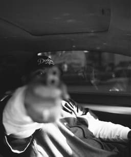 Lionheart's artist profile image