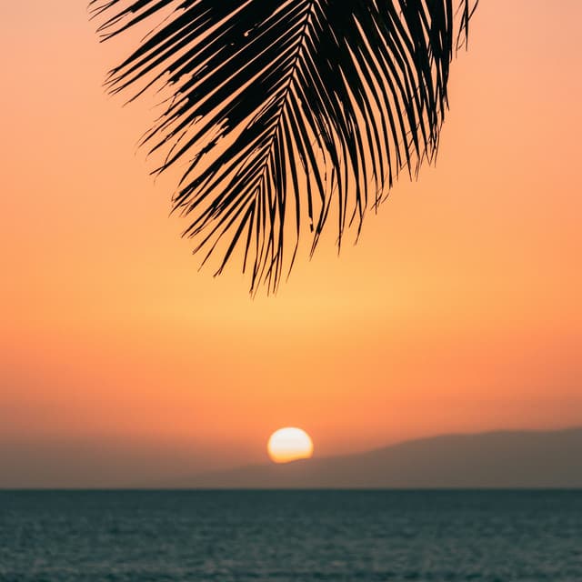 paradisebreeze artist profile image