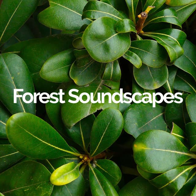 Forest Soundscapes artist profile image
