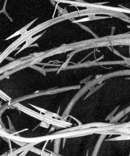 Triathalon's artist profile image