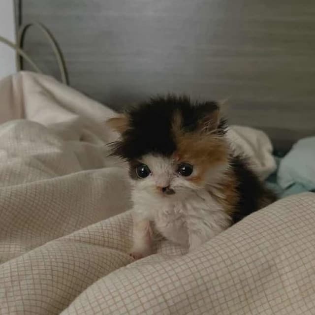 KVRMVD artist profile image