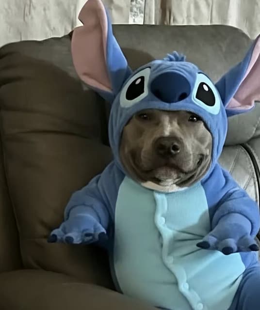 Mentha artist profile image