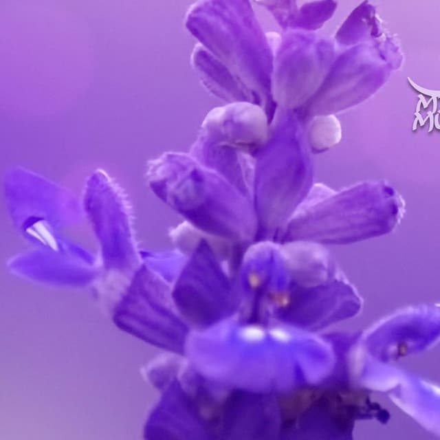 Meditation Music Zone artist profile image