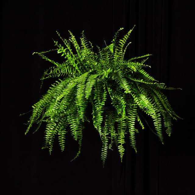 XAXIM artist profile image