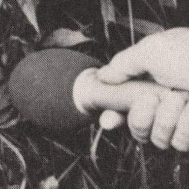 The Everywheres artist profile image