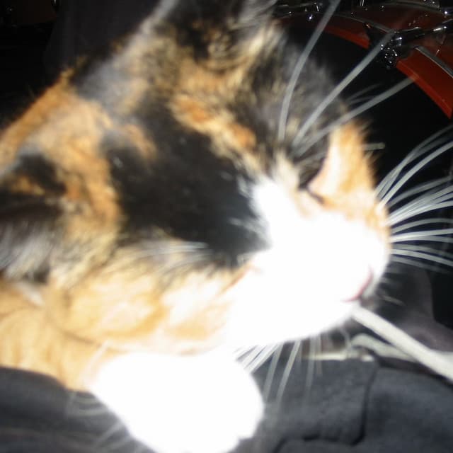 Fat, Evil Children artist profile image