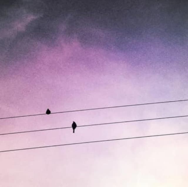 Cold Violets artist profile image