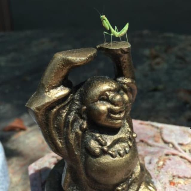 Congratulationz artist profile image