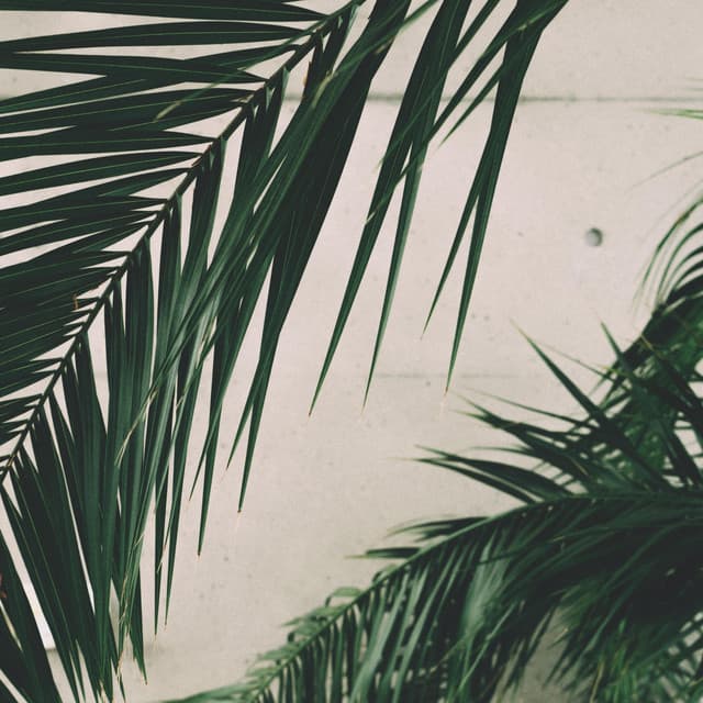 Psalm Trees artist profile image