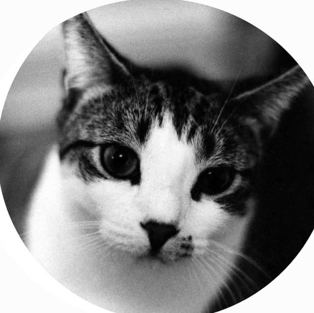 Codeine artist profile image