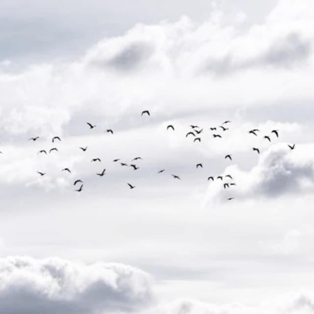 Sleeping Dove artist profile image