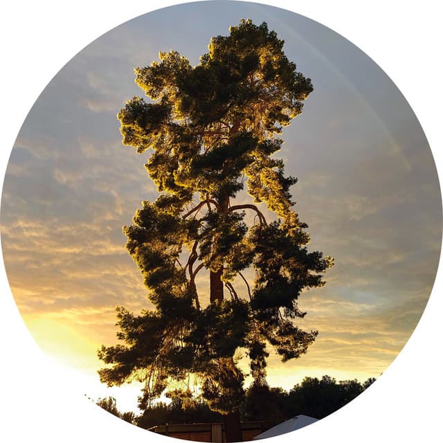 Bon Iver artist profile image