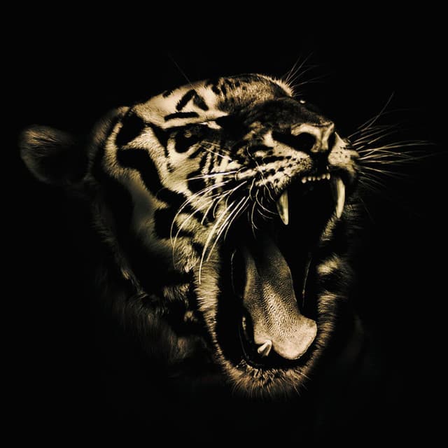 El Tigr3 artist profile image