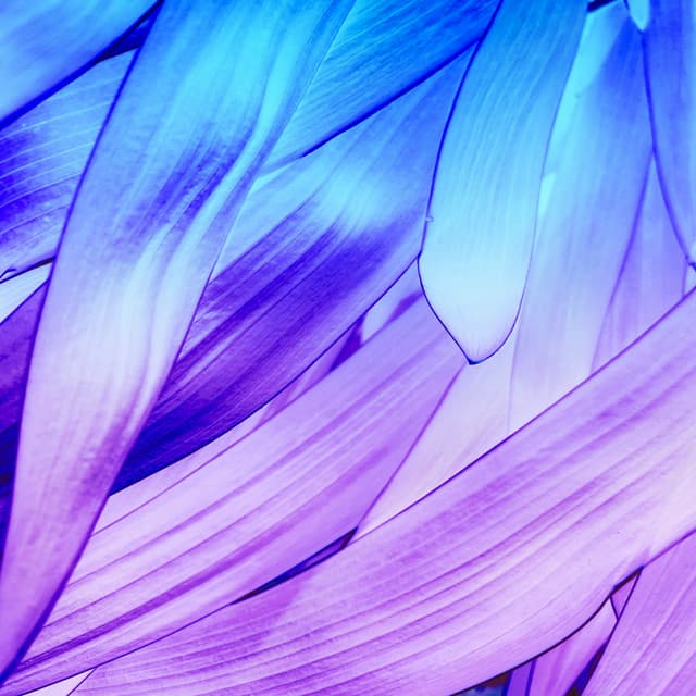 Chula 22 artist profile image