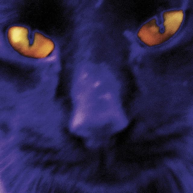 The Heavy Eights's artist profile image