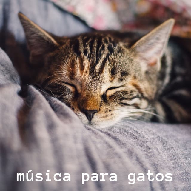 Alegre Musica para Gatos artist profile image