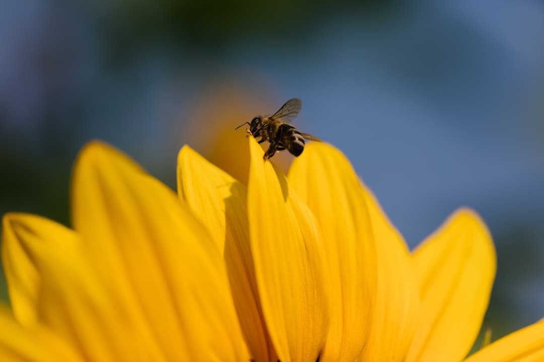Cacao Circle - The Bees, The Flowers & Compassion event image